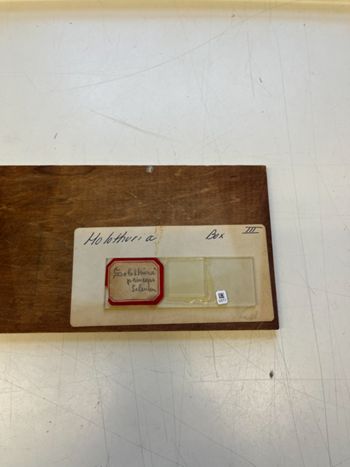 Media type: image;   Invertebrate Zoology 172240 Description: Photograph of microscope slide and handwritten label.;  Aspect: slide